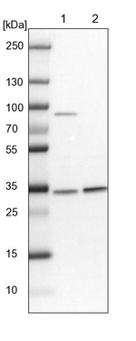 HNRNPA0 Antibody in Western Blot (WB)