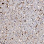 PIWIL4 Antibody in Immunohistochemistry (Paraffin) (IHC (P))