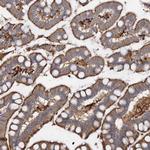 PIWIL4 Antibody in Immunohistochemistry (Paraffin) (IHC (P))