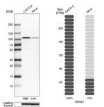 DDX21 Antibody in Western Blot (WB)