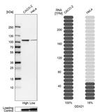 DDX21 Antibody in Western Blot (WB)