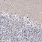 CXXC4 Polyclonal Antibody