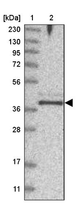 FAM76B Antibody in Western Blot (WB)