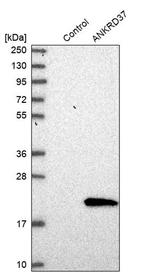 ANKRD37 Antibody in Western Blot (WB)