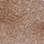 ABHEB Antibody in Immunohistochemistry (Paraffin) (IHC (P))