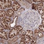 GRPEL1 Antibody in Immunohistochemistry (Paraffin) (IHC (P))