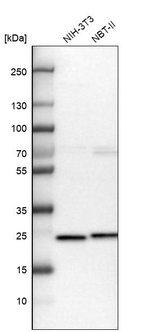 GRPEL1 Antibody in Western Blot (WB)