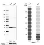 GRPEL1 Antibody in Western Blot (WB)
