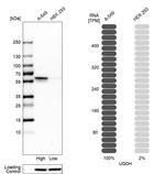 UGDH Antibody in Western Blot (WB)