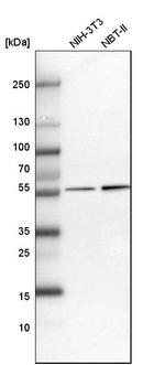UGDH Antibody in Western Blot (WB)