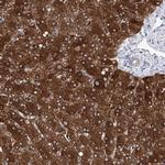 UGDH Polyclonal Antibody