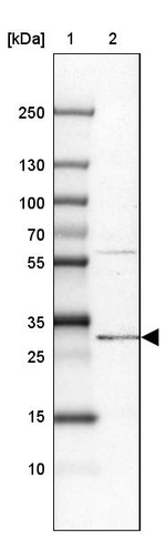 PIGC Antibody in Western Blot (WB)