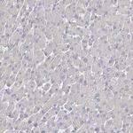 LRP2BP Antibody in Immunohistochemistry (IHC)