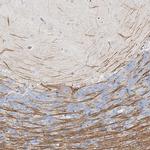 LRP2BP Antibody in Immunohistochemistry (IHC)