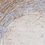 LRP2BP Antibody in Immunohistochemistry (IHC)