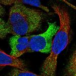 GTDC1 Antibody in Immunocytochemistry (ICC/IF)