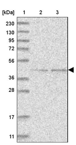 GTDC1 Antibody in Western Blot (WB)