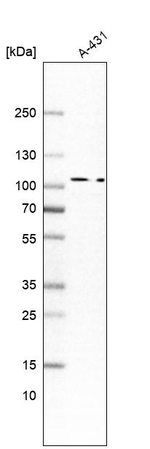MAP4K5 Antibody in Western Blot (WB)