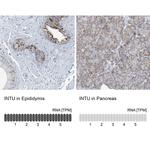 INTU Polyclonal Antibody