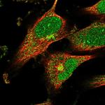 PPIL6 Antibody in Immunocytochemistry (ICC/IF)