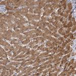 CNTLN Polyclonal Antibody