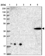 CNTLN Antibody in Western Blot (WB)