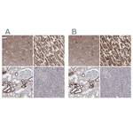 PDHB Antibody in Immunohistochemistry (Paraffin) (IHC (P))