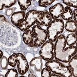 BPHL Antibody in Immunohistochemistry (Paraffin) (IHC (P))
