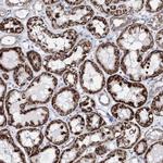 BPHL Antibody in Immunohistochemistry (Paraffin) (IHC (P))