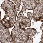EPC2 Antibody in Immunohistochemistry (Paraffin) (IHC (P))
