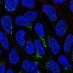 NIPAL1 Polyclonal Antibody