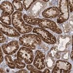 ZBTB9 Antibody in Immunohistochemistry (Paraffin) (IHC (P))