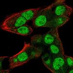 RNPEPL1 Polyclonal Antibody