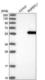 RNPEPL1 Antibody in Western Blot (WB)