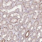 TCF20 Antibody in Immunohistochemistry (Paraffin) (IHC (P))