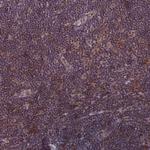 TCF20 Antibody in Immunohistochemistry (Paraffin) (IHC (P))