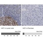 HAT1 Antibody