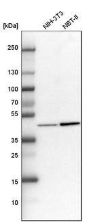 HAT1 Antibody in Western Blot (WB)
