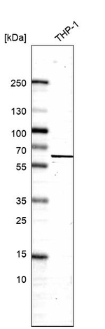 SH3BP2 Antibody in Western Blot (WB)