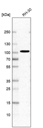 PPP1R21 Antibody in Western Blot (WB)