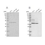 GPN1 Antibody in Western Blot (WB)