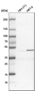 GPN1 Antibody in Western Blot (WB)