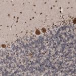 SOWAHB Polyclonal Antibody