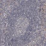 SOWAHB Antibody in Immunohistochemistry (Paraffin) (IHC (P))