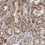 DNAJC27 Antibody in Immunohistochemistry (Paraffin) (IHC (P))