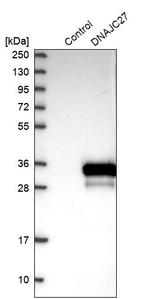 DNAJC27 Antibody in Western Blot (WB)