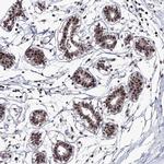 TATD2 Antibody in Immunohistochemistry (IHC)