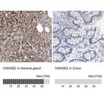 VWA5B2 Polyclonal Antibody