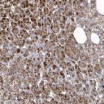 VWA5B2 Antibody in Immunohistochemistry (IHC)