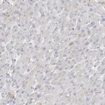 STK11IP Antibody in Immunohistochemistry (Paraffin) (IHC (P))